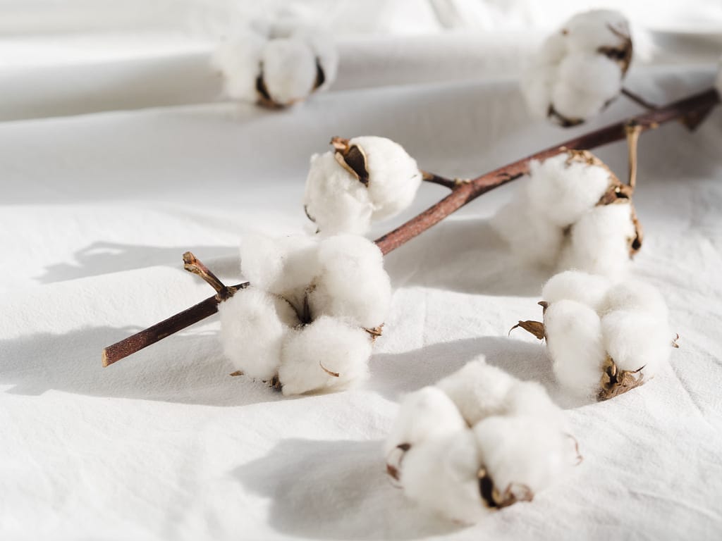 Pima Cotton